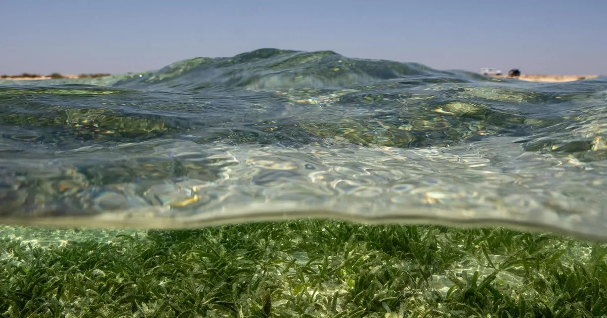 NCW Launches Plan to Monitor Seagrasses and Marine Biodiversity Along Red Sea Coast - Main Image