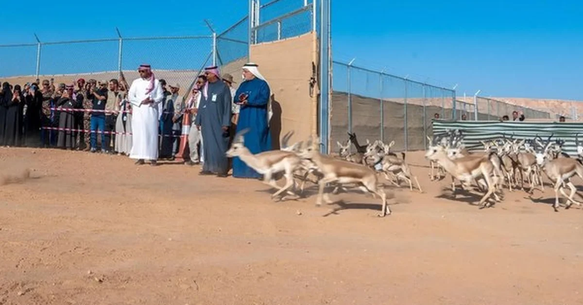 King Khalid Royal Reserve Records 74 Wild Animal Births by Mid-Q2 2025 - Main Image
