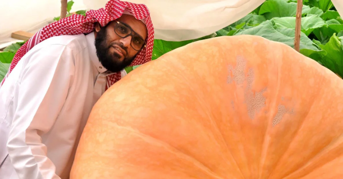 Squash Flourishes in Qassim, Offers Culinary Versatility, Economic Promise - Main Image