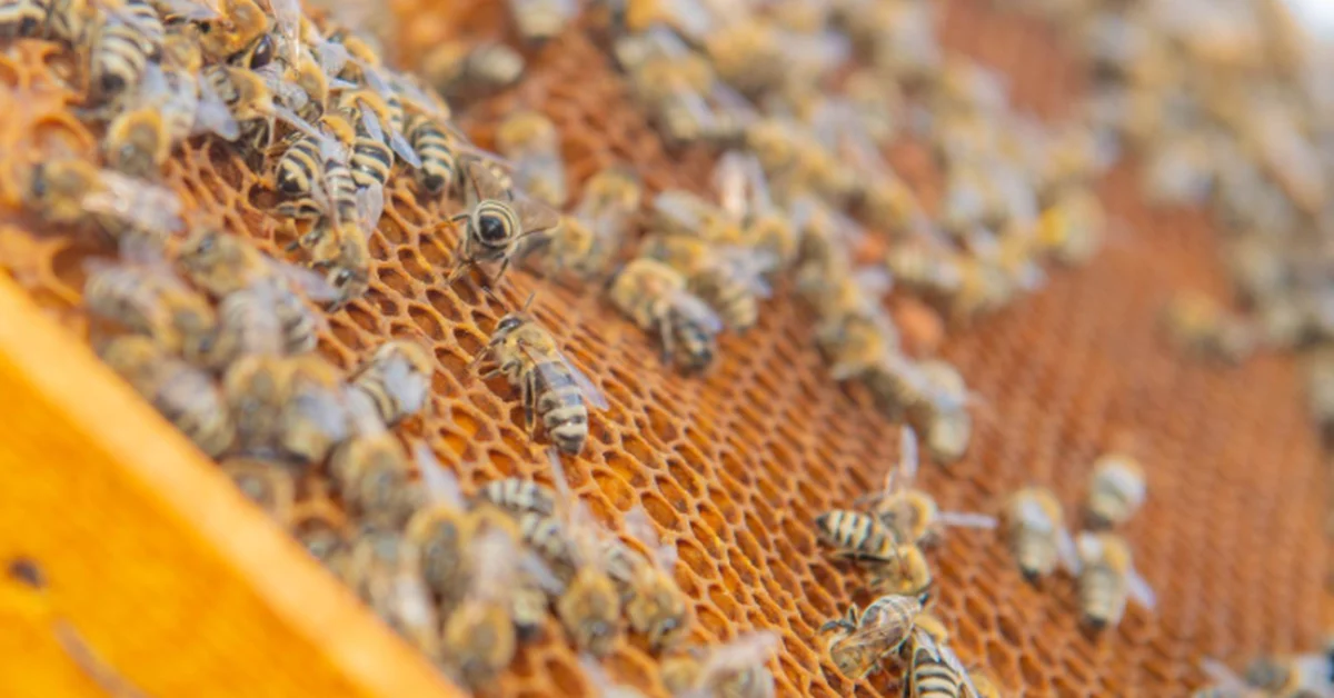Northern Borders Region Sees Honey Production Boom, Investment Potential - Main Image