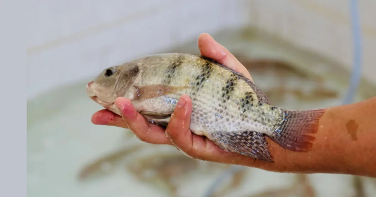 Qassim Region Contributes to a Third of Saudi Arabia’s Fish Production - Main Image