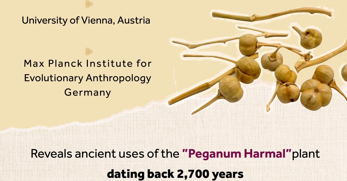 Heritage Commission Reveals Oldest Known Use of Harmal Plant in Human History - Main Image