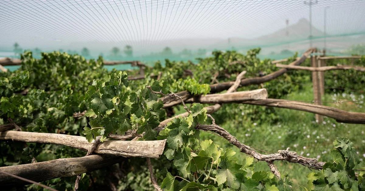 Najran Vineyards Yield Bountiful, High-Quality Grapes for Local Markets - Main Image