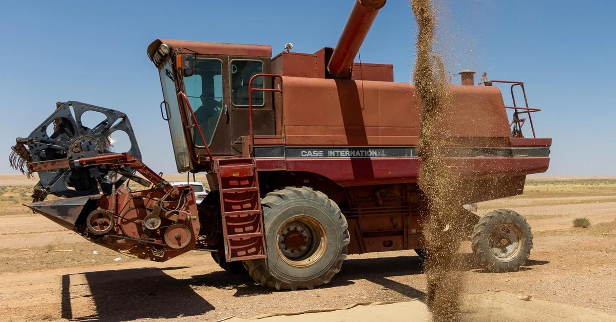 Northern Borders Region Begins Rainfed Harvest Season - Main Image