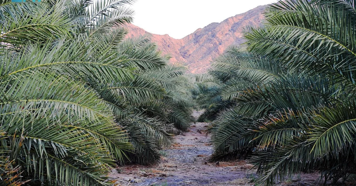 Over Eight Million Palm Trees Position Madinah as a Prime Investment Hub in Saudi Arabia’s Date Industry - Main Image