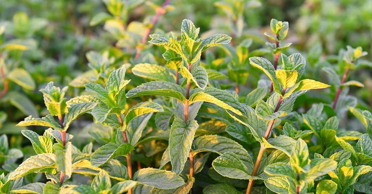 Madinah Mint Boosts Region’s Lead in Saudi Aromatic Plant Production - Main Image