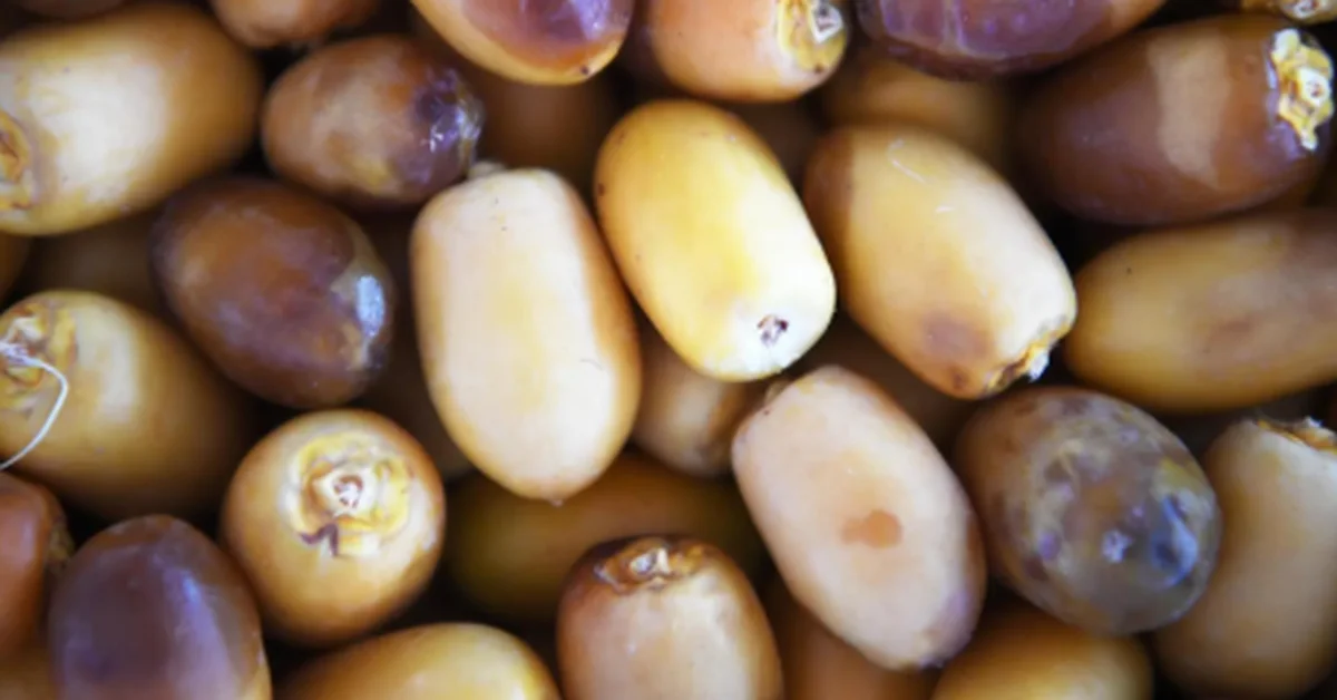 Early Date Harvest Begins in Madinah - Main Image