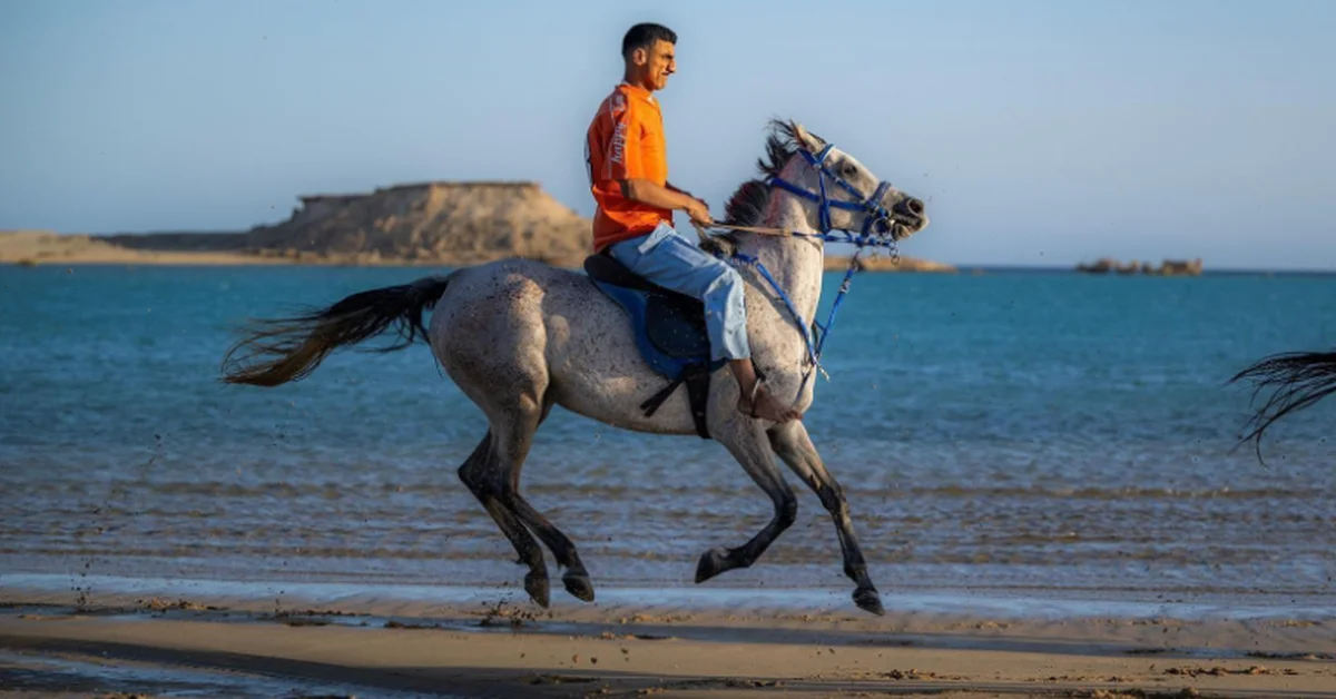 Al-Wajh's Sandy Shores Become Equestrian Paradise - Main Image