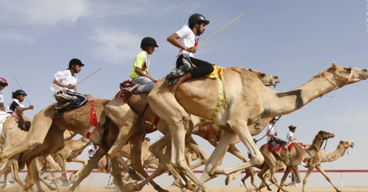 Qassim Camel Racetrack Project Nears Completion with World-Class Standards - Main Image