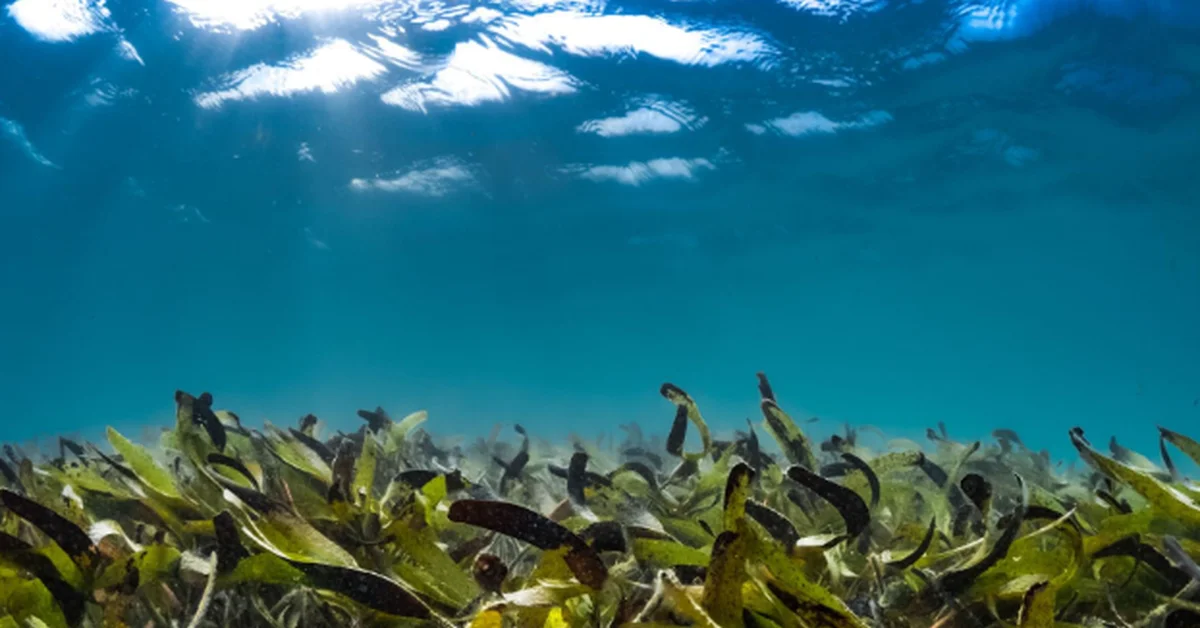 Red Sea Global Releases Joint Report Urging Innovation in Regenerative Tourism - Main Image