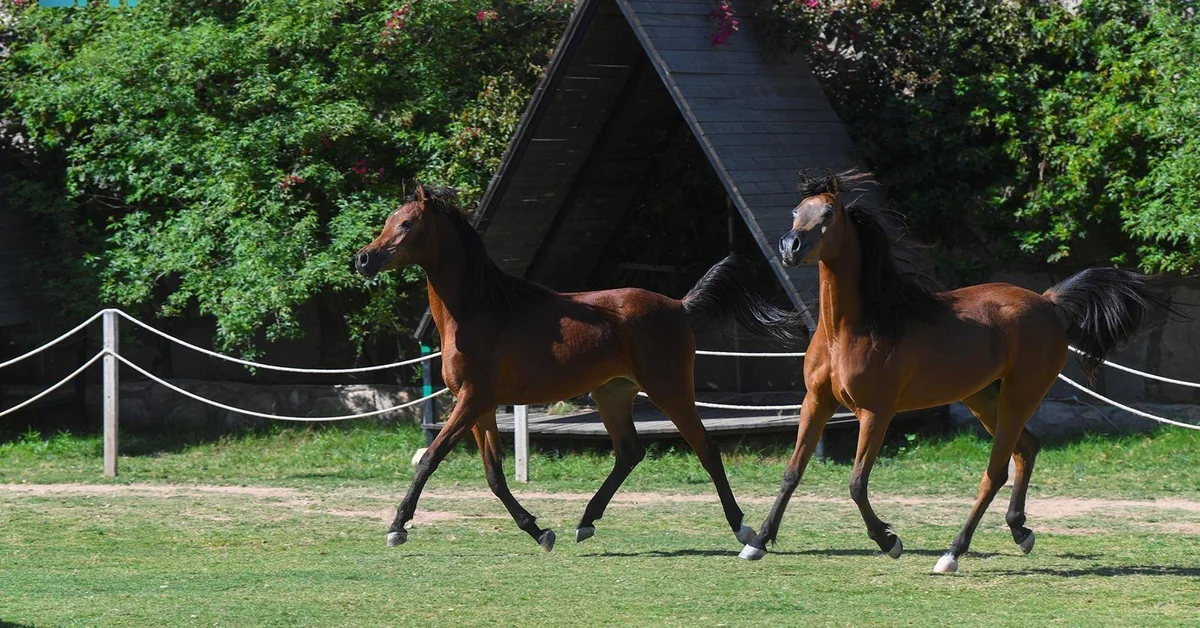 Arabian Horses of Saudi Arabia: A Symbol of Heritage and Authenticity - Main Image