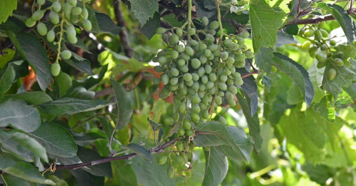 Aseer's Seasonal Fruits Blossom as a Top Tourist Draw - Main Image
