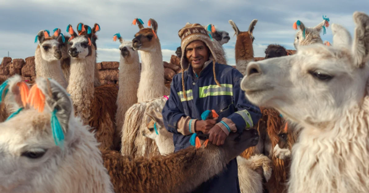 International Camel Organization Participates in Closing Ceremony of International Year of Camelids - Main Image