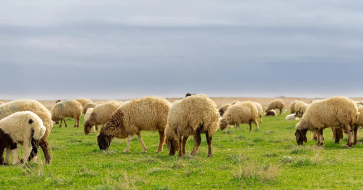 Northern Borders Region: A Cornerstone of Saudi Food Security with Thriving Livestock Sector - Main Image