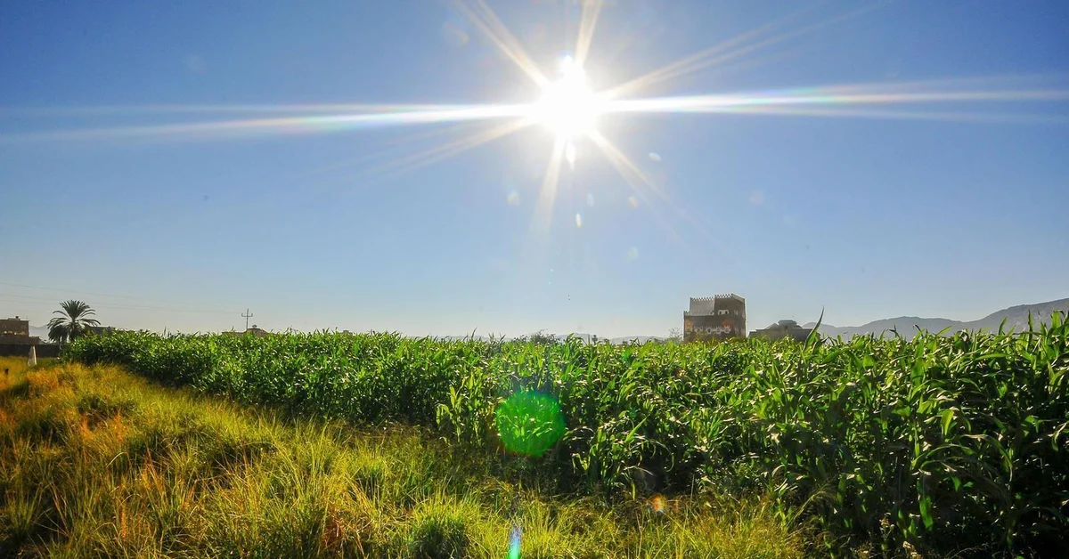 Najran's Agricultural Sector Thrives with Diverse Crops, Advanced Techniques, Coffee Boom - Main Image