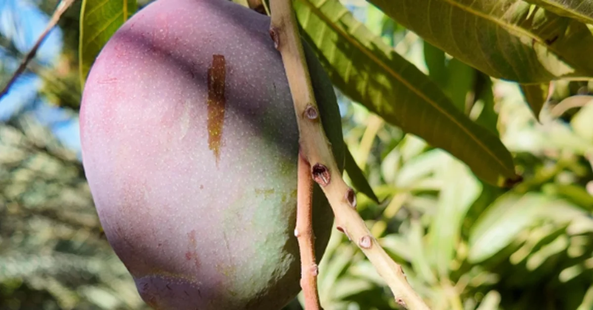 Over 50,000 Mango Trees Flourish in AlUla's Fertile Soil, Yielding over 1,000 Tons Annually - Main Image