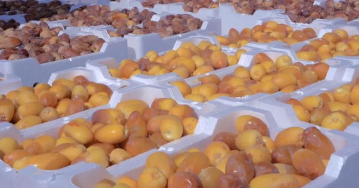 Riyadh's Early Date Harvest Ignites Commercial Activity - Main Image