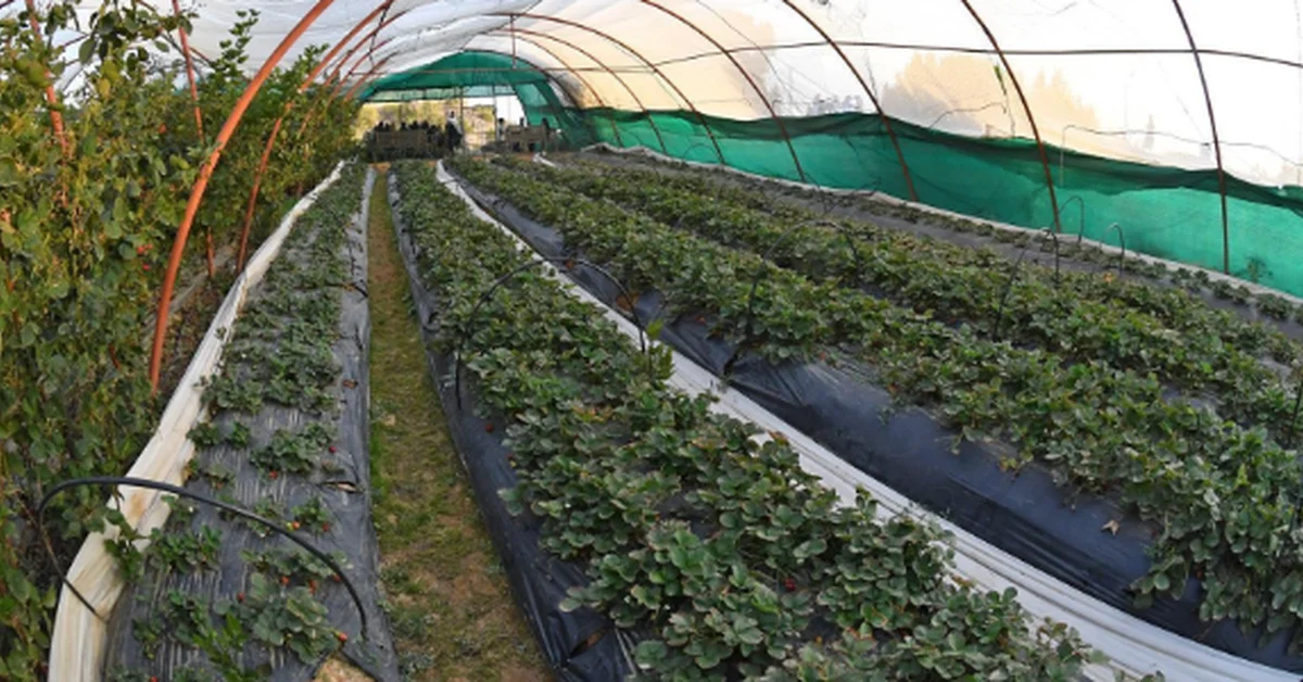Strawberry Farms: A Premier Agricultural, Tourist Experience in the Peaks of Aseer - Main Image