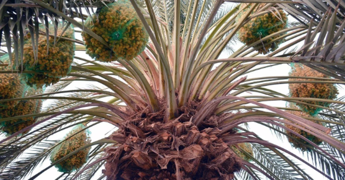 Najran's Early Dates Boost Markets and Economy - Main Image
