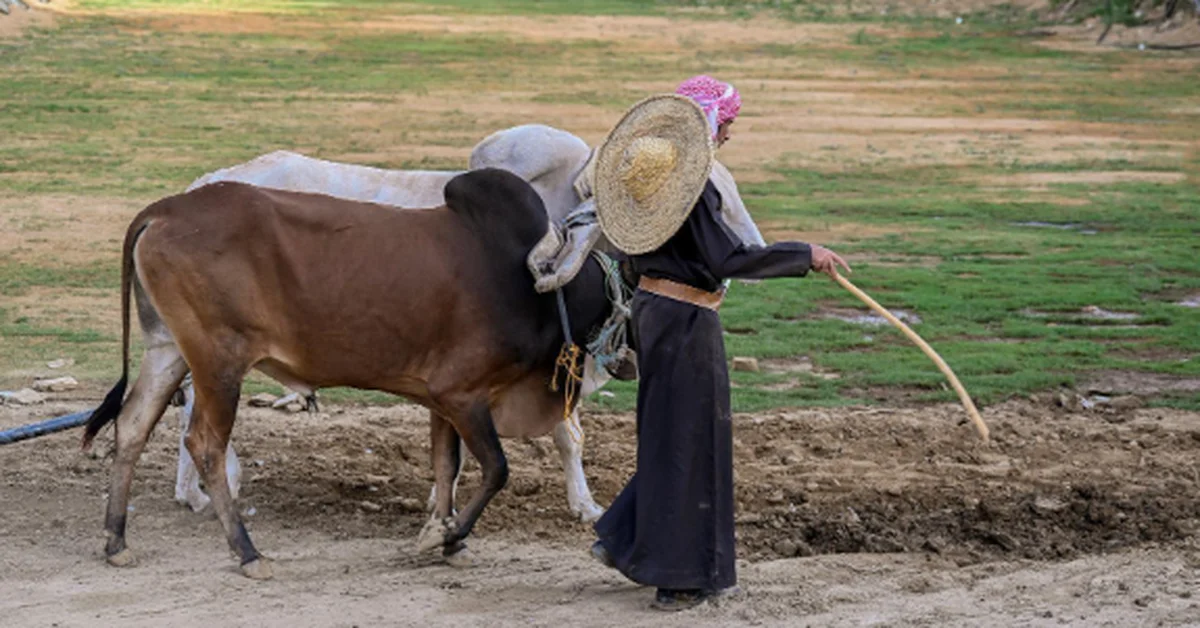Heritage Festival Revives Traditional Plowing in Al-Baha - Main Image