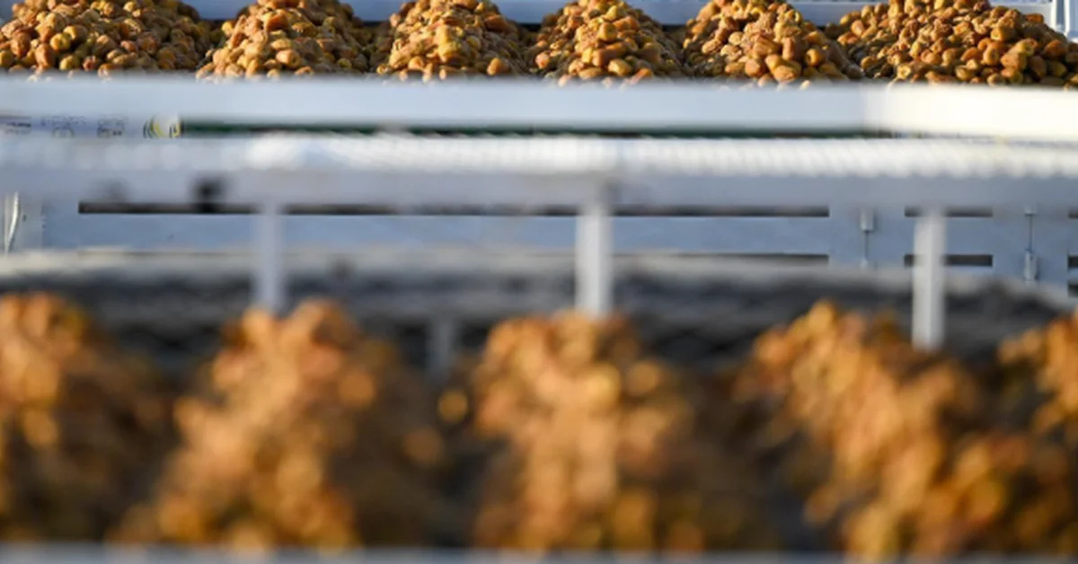 Buraidah Dates Carnival Highlights Leadership’s Support for Agricultural Sector - Main Image