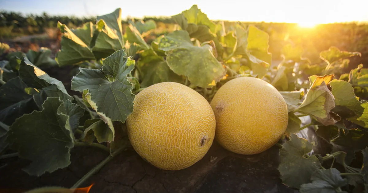 Sweetening the Summer: Kingdom's Cantaloupe Production Exceeds 63,000 Tons Annually - Main Image