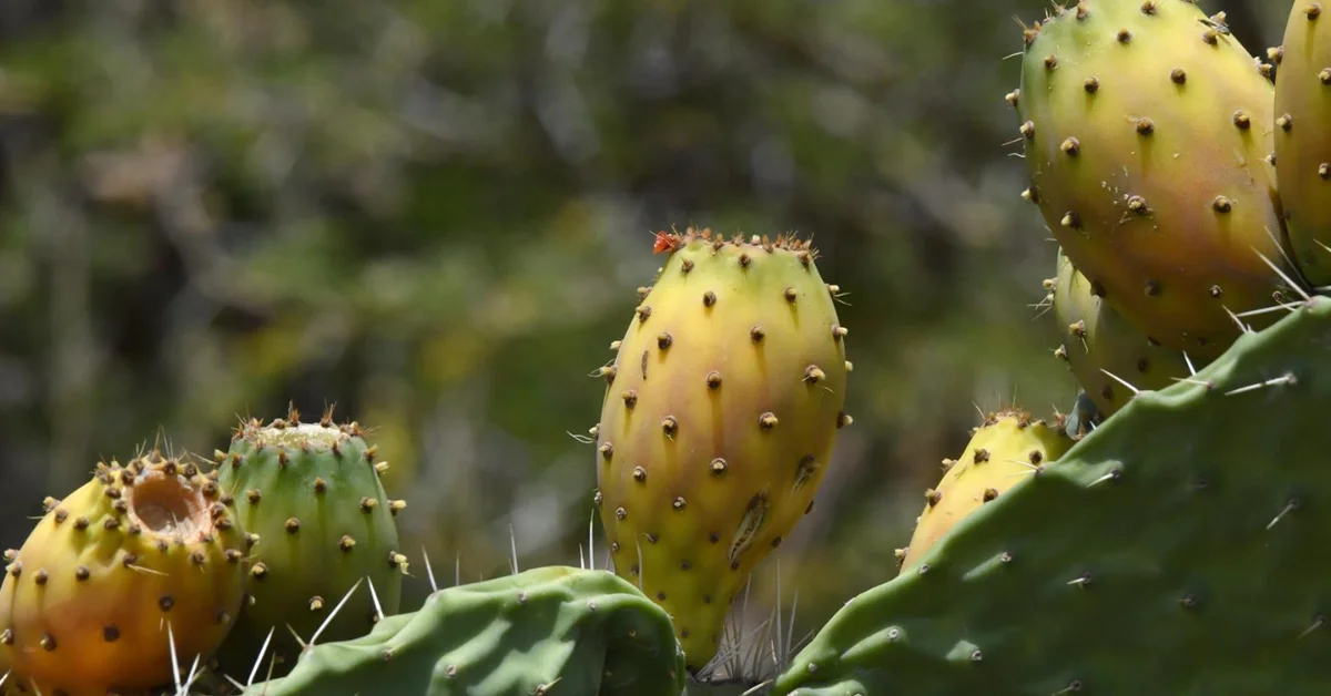 Prickly Pears Revitalize Markets in Aseer, Boost Tourism - Main Image