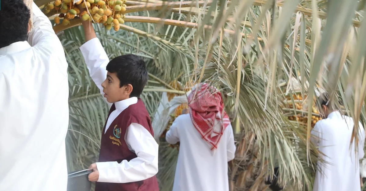 Fifth Youth Date Palm Harvest Season Launched in Qassim - Main Image