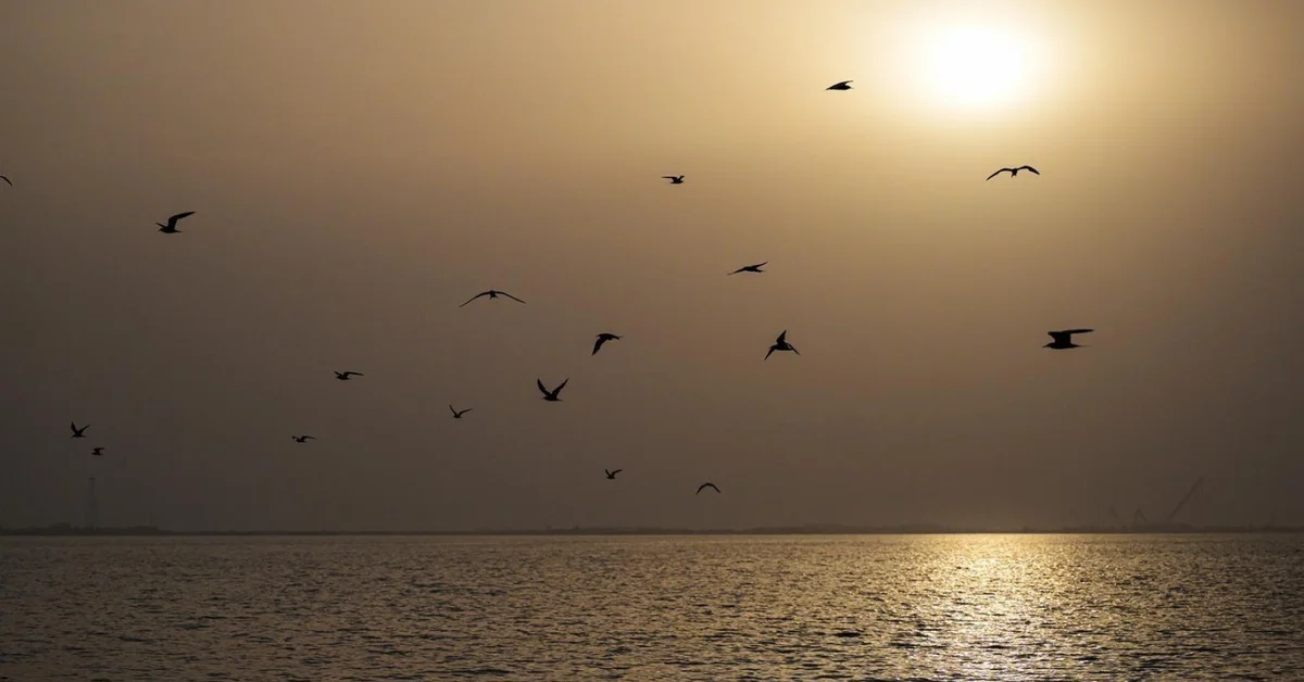 Fish-Hunting Birds Attract Visitors to Jeddah’s Beaches - Main Image