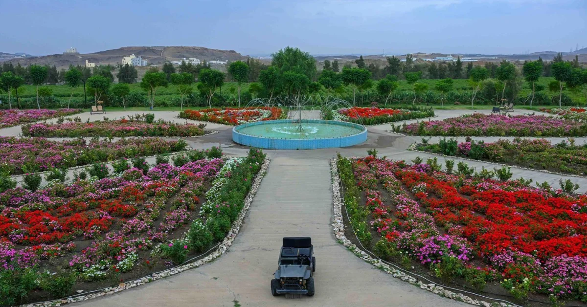 Abha’s Rose Farm Emerges as Popular Tourist Destination - Main Image
