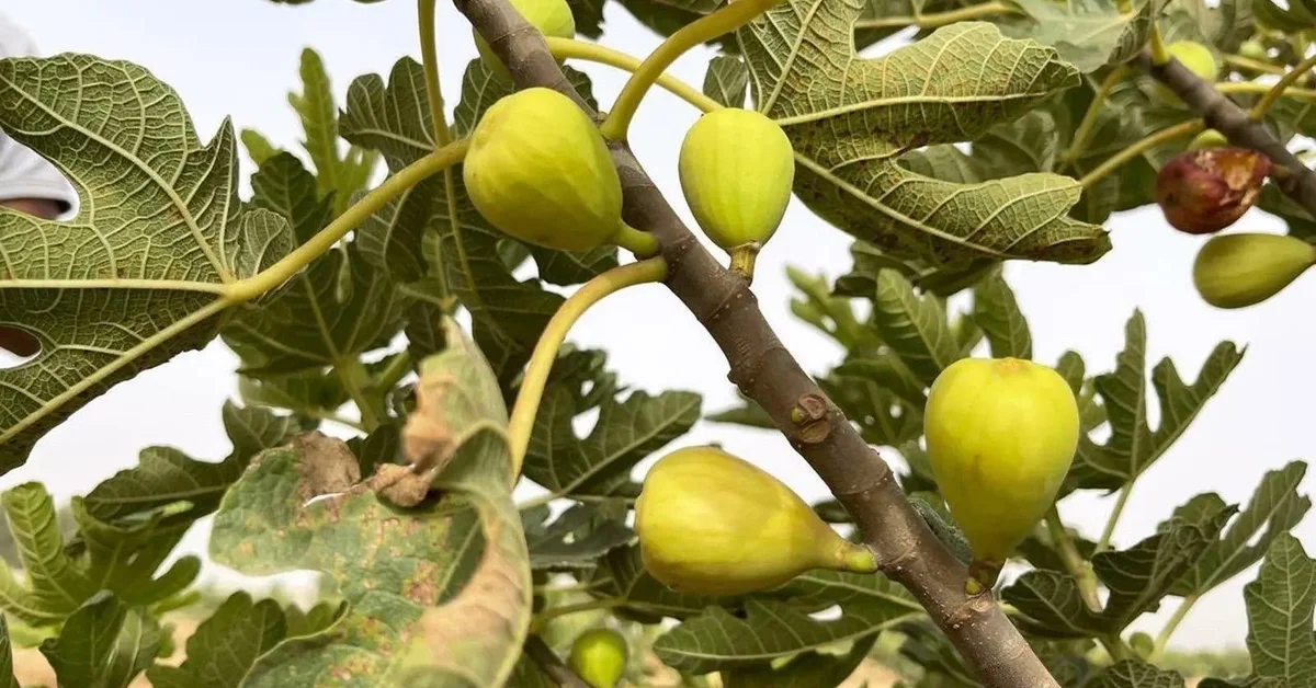 Local Figs: High Nutritional Value, Unique Diversity Covering the Kingdom’s Regions - Main Image