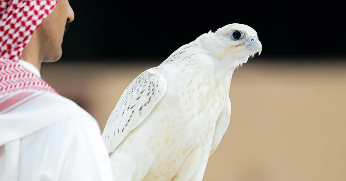 Falcon Sold for SAR1.2 Million at International Falcon Breeders Auction - Main Image