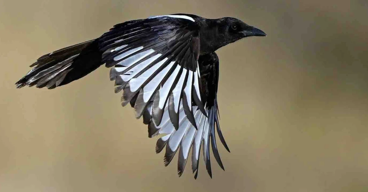 What is Saudi Arabia's Only Endemic Bird? - Main Image