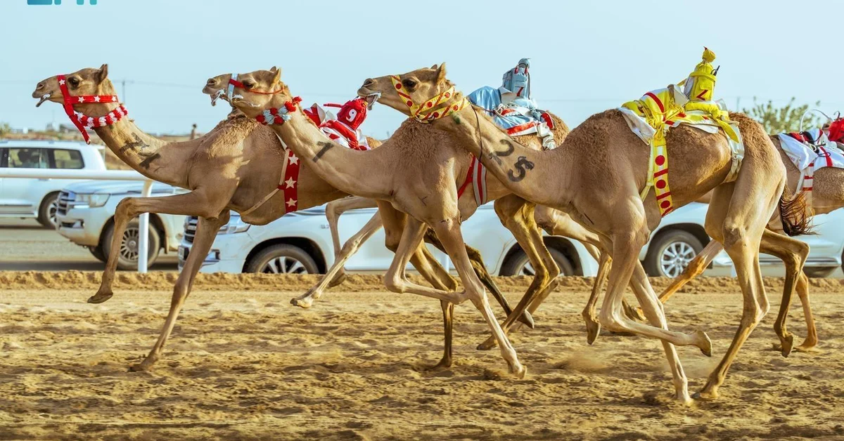 Saudi Camels Take Top Places at Opening of Crown Prince Camel Festival in Taif - Main Image