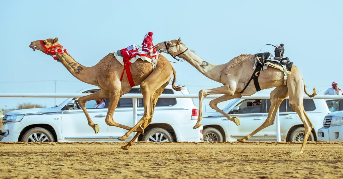 Culture, Sport Converge at Crown Prince Camel Festival with over SAR50 Million in Prizes - Main Image