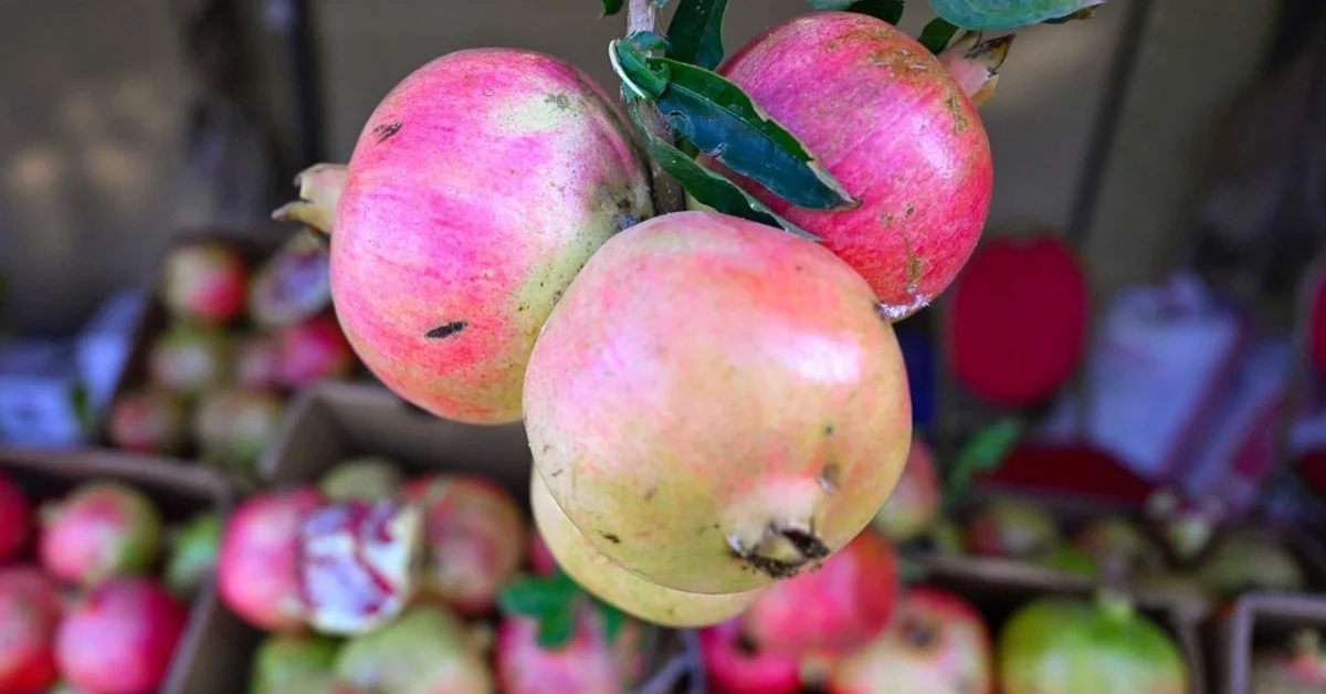 Pomegranate Season Arrives in Aseer, Boosts Economy and Culture - Main Image