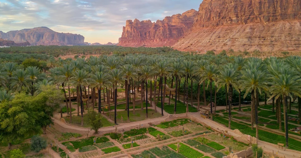 AlUla Dates Season Kicks Off Tomorrow to Boost Local Farmers and Economy - Main Image