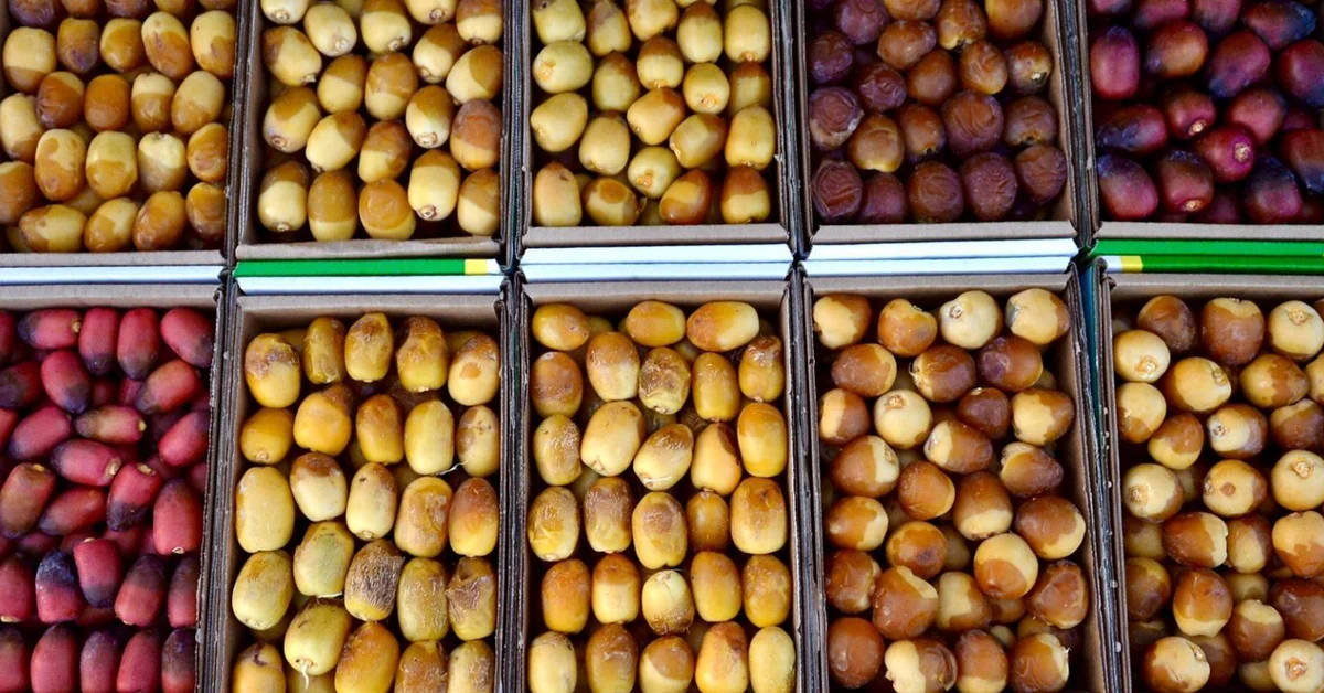 Buraidah Dates Carnival Showcases Rarest Varieties in Qassim Region - Main Image