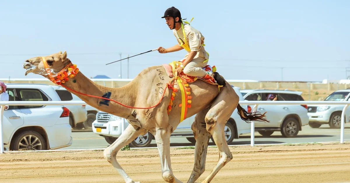 Crown Prince Camel Festival Kicks Off Race for Men and Women Tomorrow - Main Image