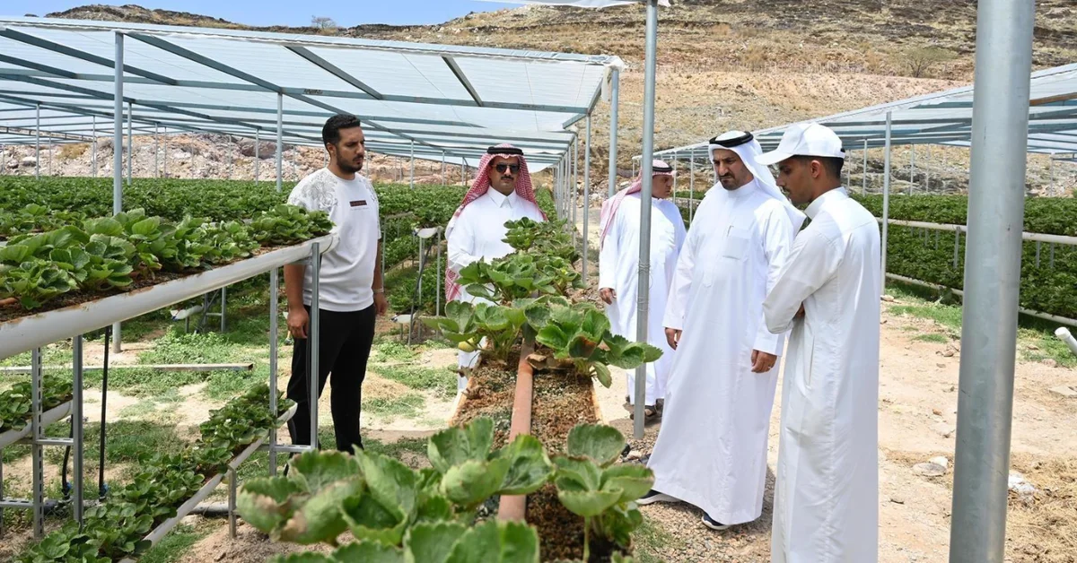 Al-Baha’s Agriculture Flourishes with Surge in Strawberry Cultivation - Main Image