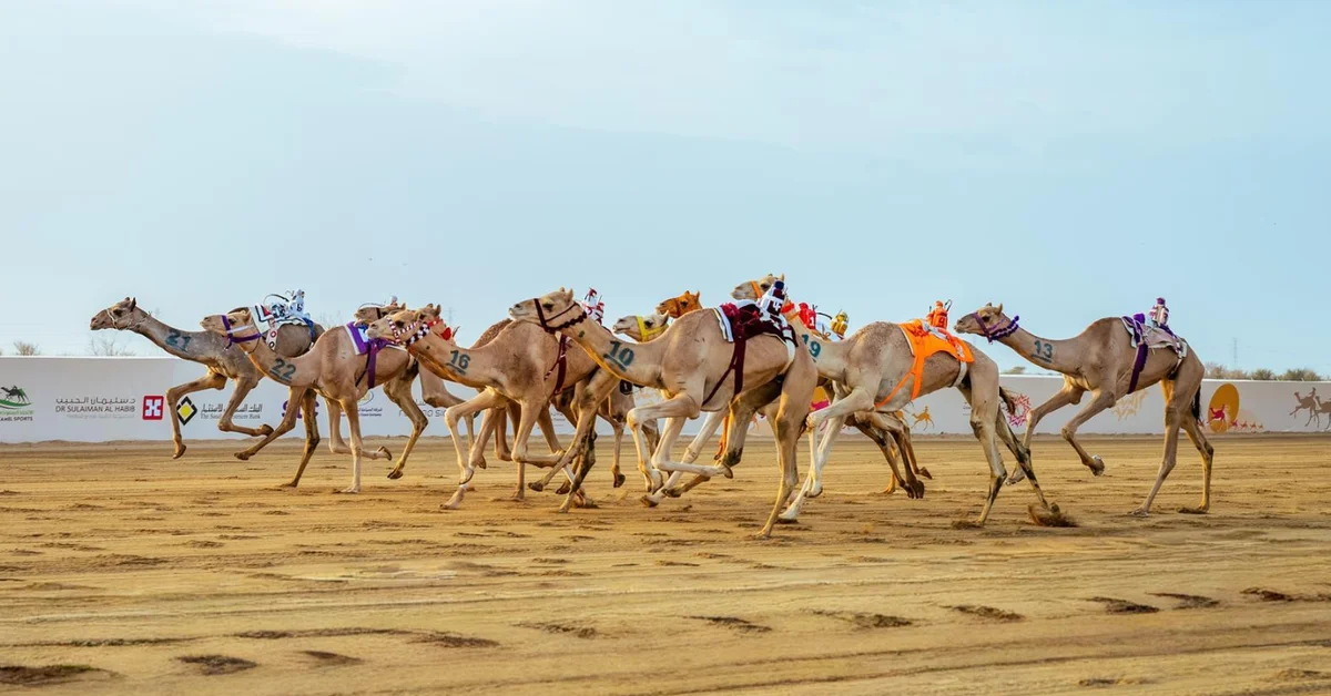 Over SAR6 Million Awaits Winners of Crown Prince Camel Festival's Thnaia Race - Main Image