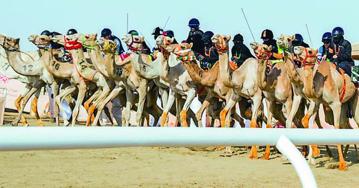 Taif to Host Final Rounds of Crown Prince Camel Festival with Record Prizes - Main Image