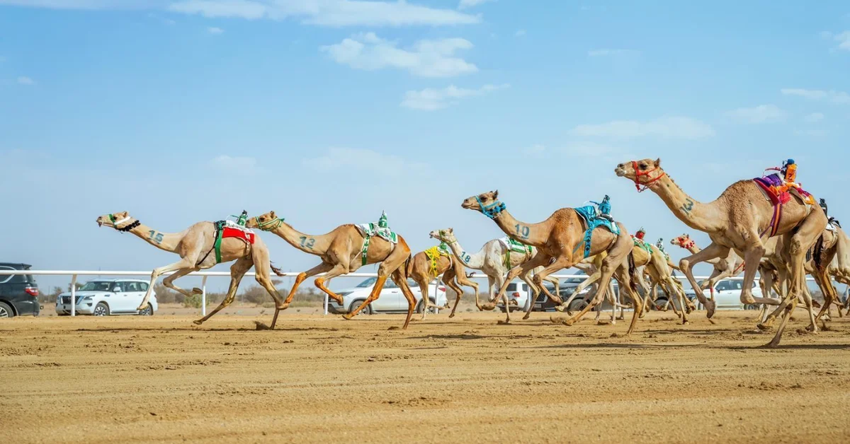 Market Value of Camels at Crown Prince Festival Nears SAR250 million - Main Image