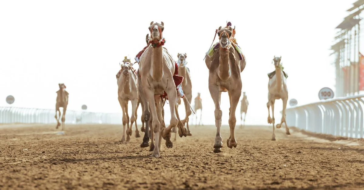 Saudi Camels Lead Competition at Crown Prince Camel Festival with Strong Performance - Main Image