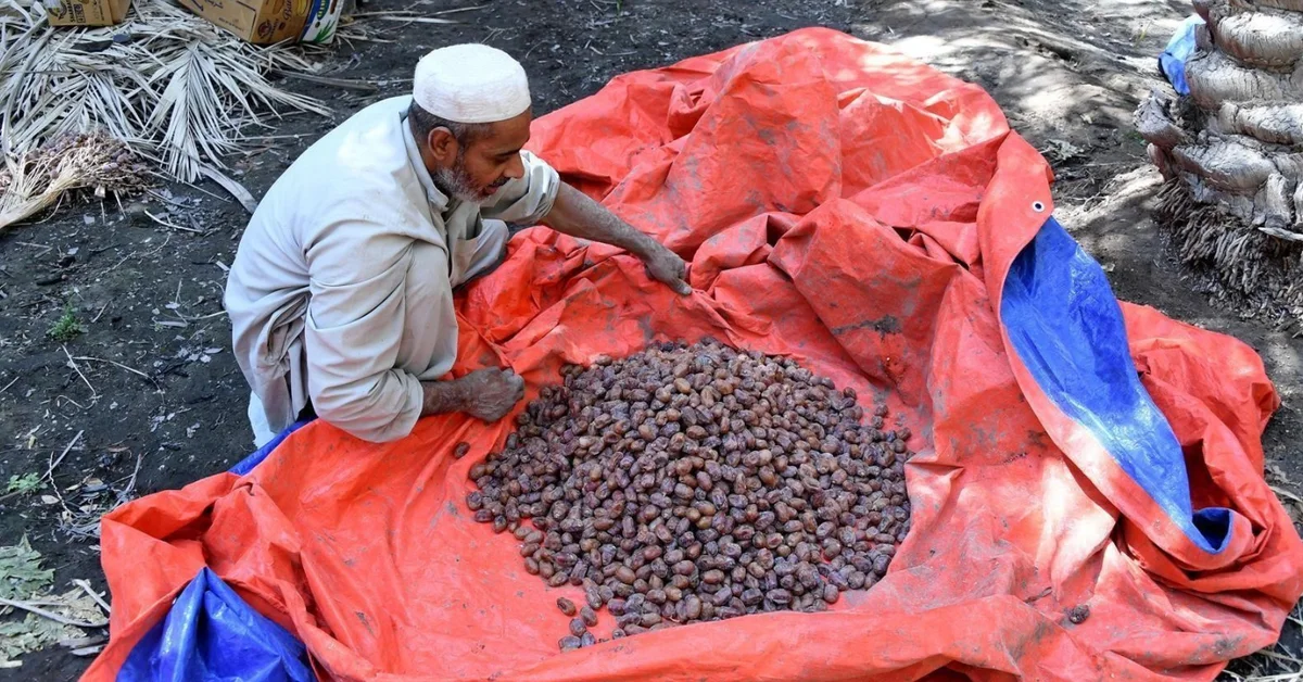 Al-Ahsa Celebrates Date Harvest Season - Main Image