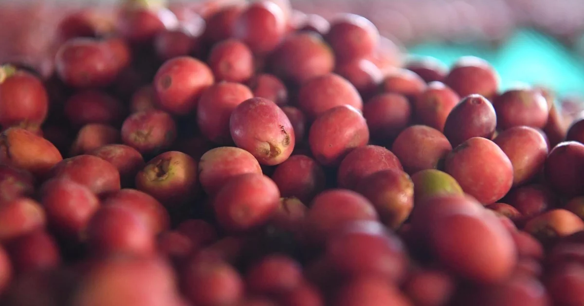 Jazan Coffee Cooperative Supports Thousands of Farmers - Main Image