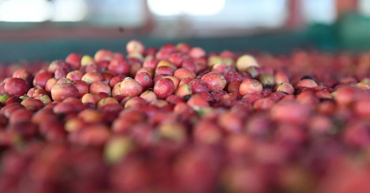 Jazan Coffee Cultivation a Deep-Rooted Heritage Taking Its Place on Global Stage - Main Image