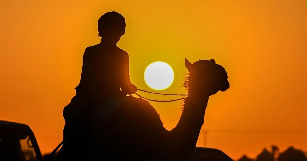 Hail Camel Auction Records over SAR5.7 Million in Sales - Main Image