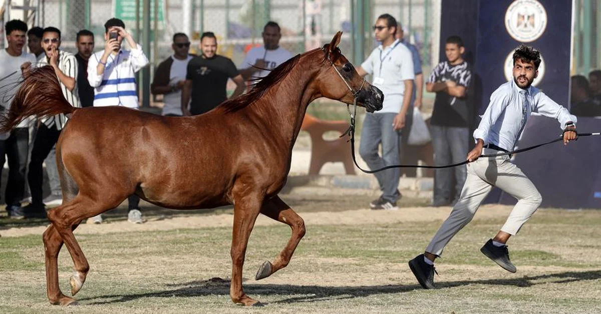 29th Arabian Horses Festival Concludes in Egypt with Saudi Participation - Main Image