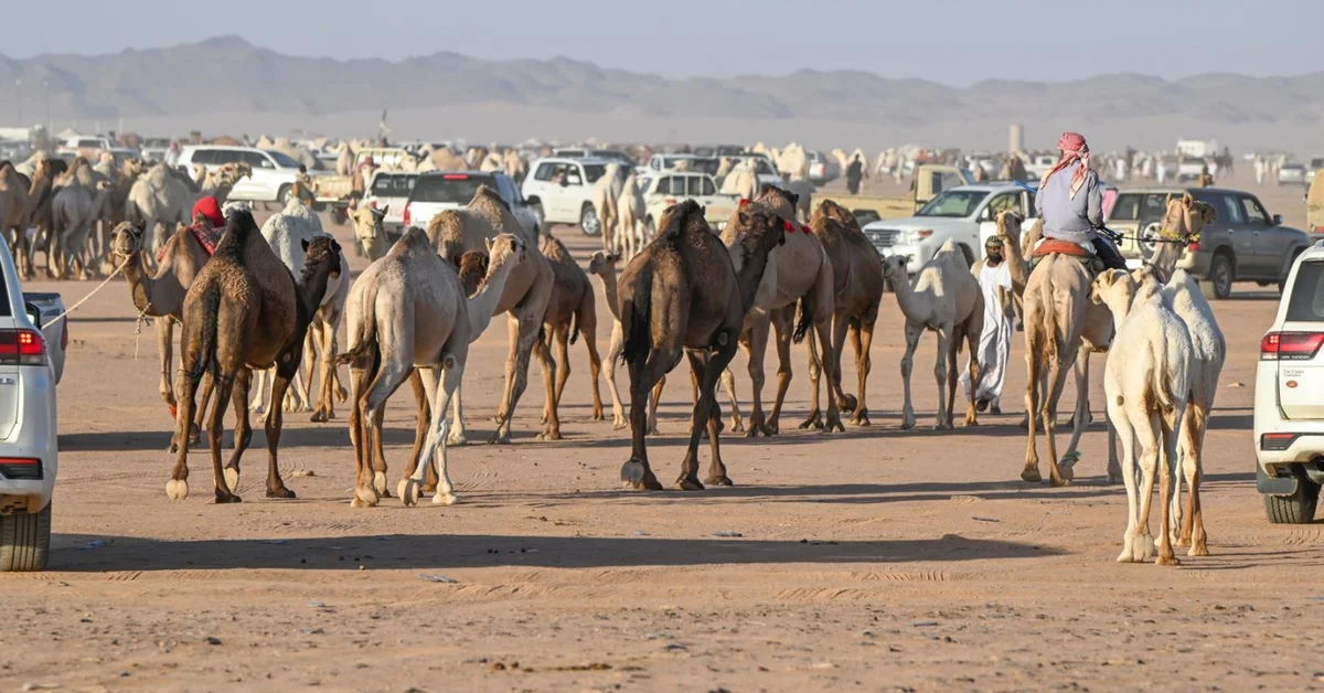 Hail Camel Auction Attracts Over 160,000 Visitors - Main Image